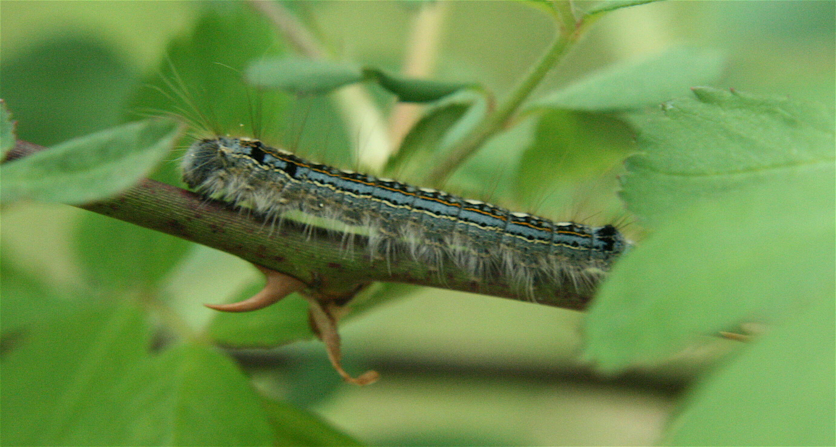 Image of Forest Tent Caterpillar Moth