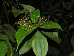 Image of Conostegia dissitiflora (Almeda) Kriebel