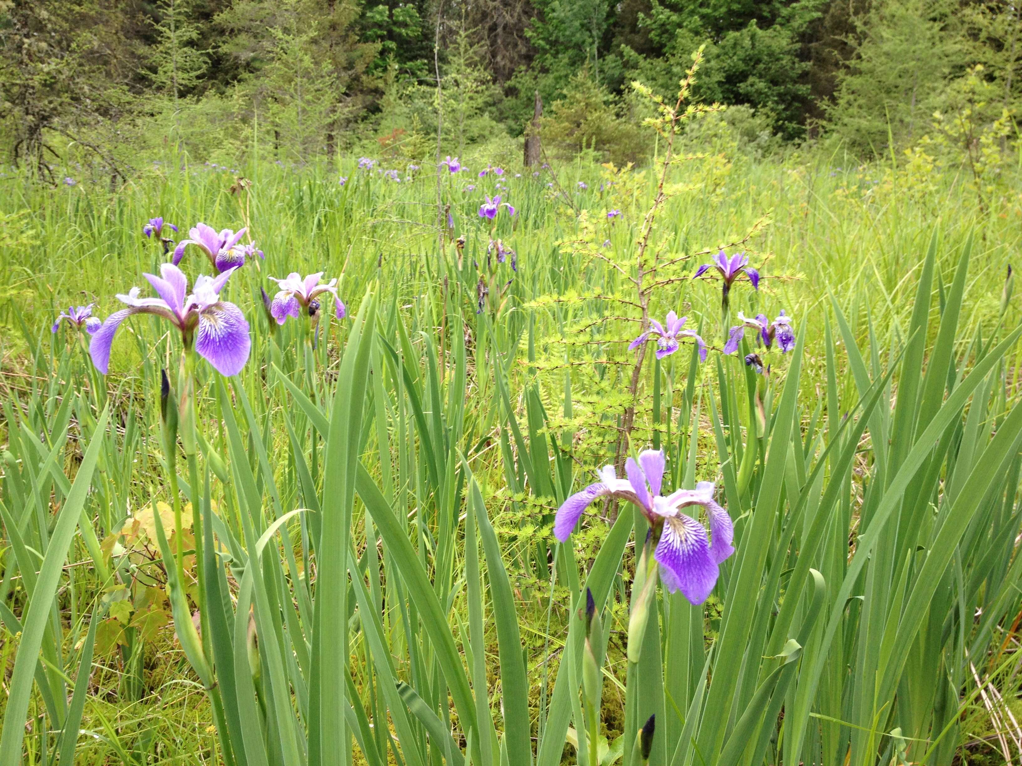 Image de blue flag iris versicolore