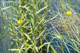 Image of Greater Spearwort