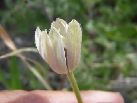 Anemone tuberosa Rydb.的圖片