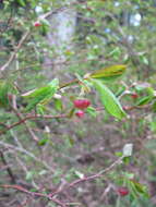Image of Alaska Blueberry