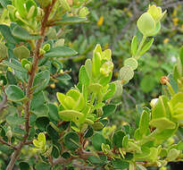 Image of Hydrangea serratifolia (Hook. & Arn.) Phil. fil.