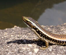 Image of water skink