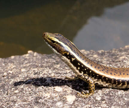 صورة Eulamprus quoyii (Duméril & Bibron 1824)