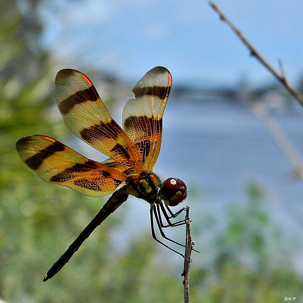 Image of Halloween Pennant