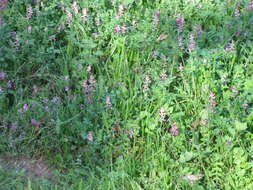 Image of Fumitory