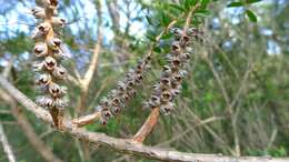 صورة Melaleuca hypericifolia Sm.