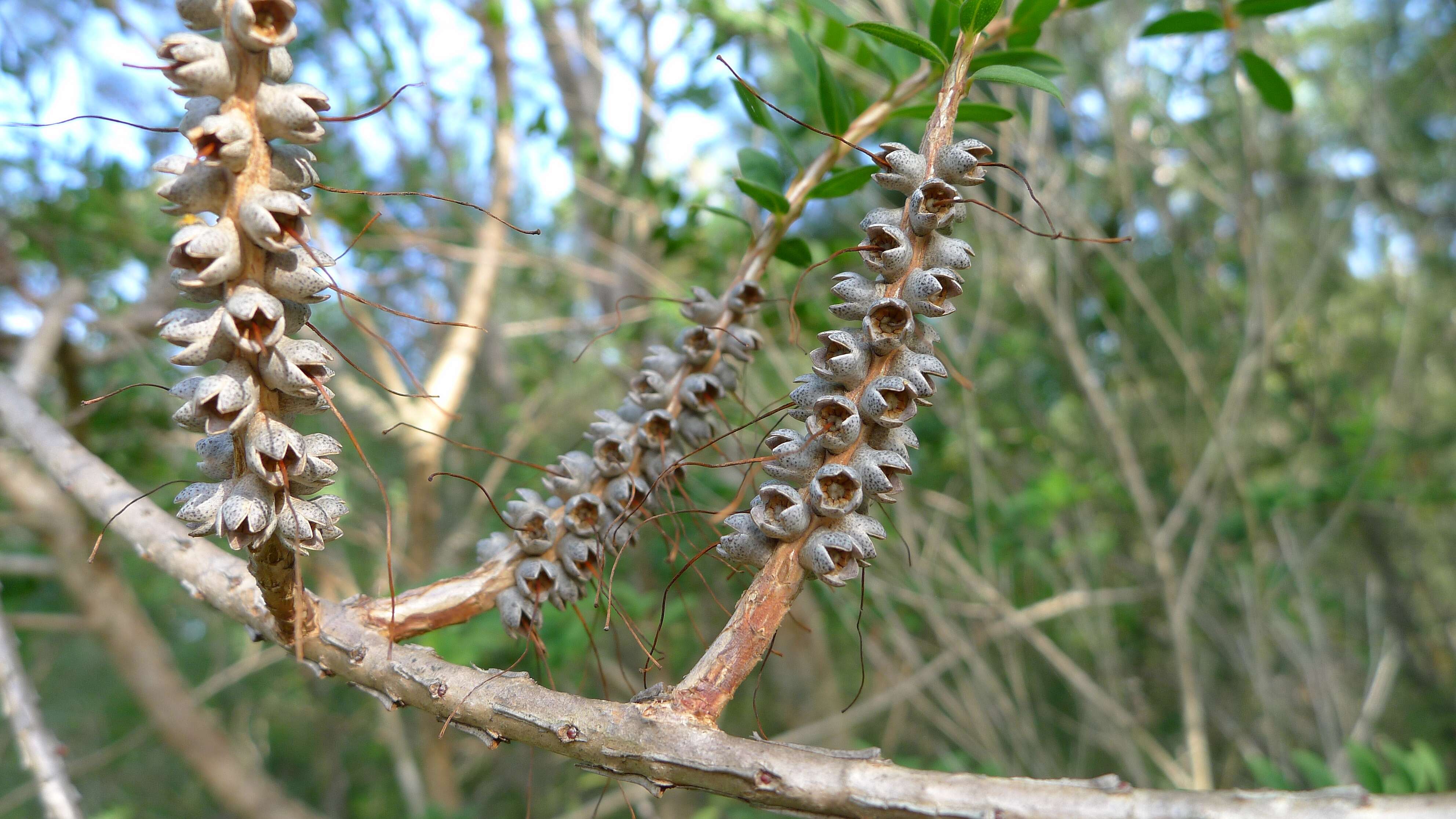 صورة Melaleuca hypericifolia Sm.