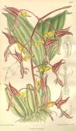 Image of orchid