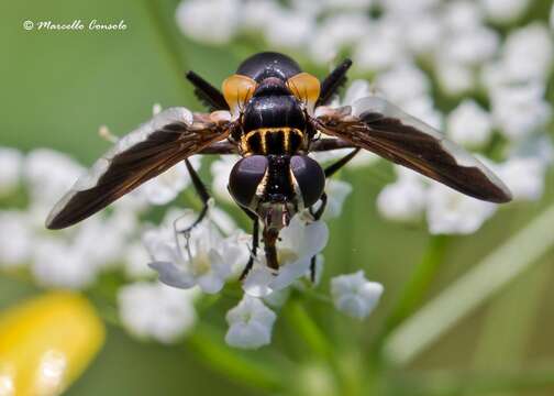 Image of Tachinid fly