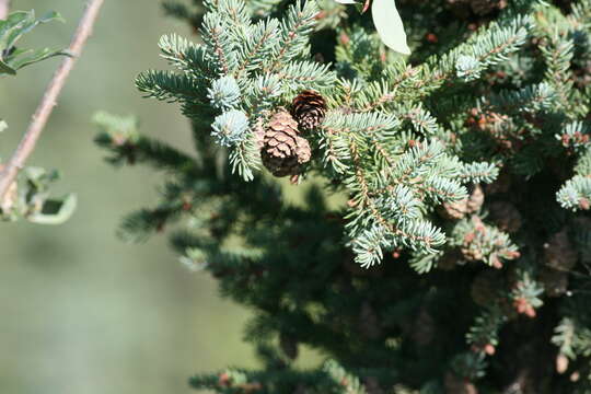 Image of Black Spruce