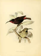 Image of Chalcomitra Reichenbach 1853