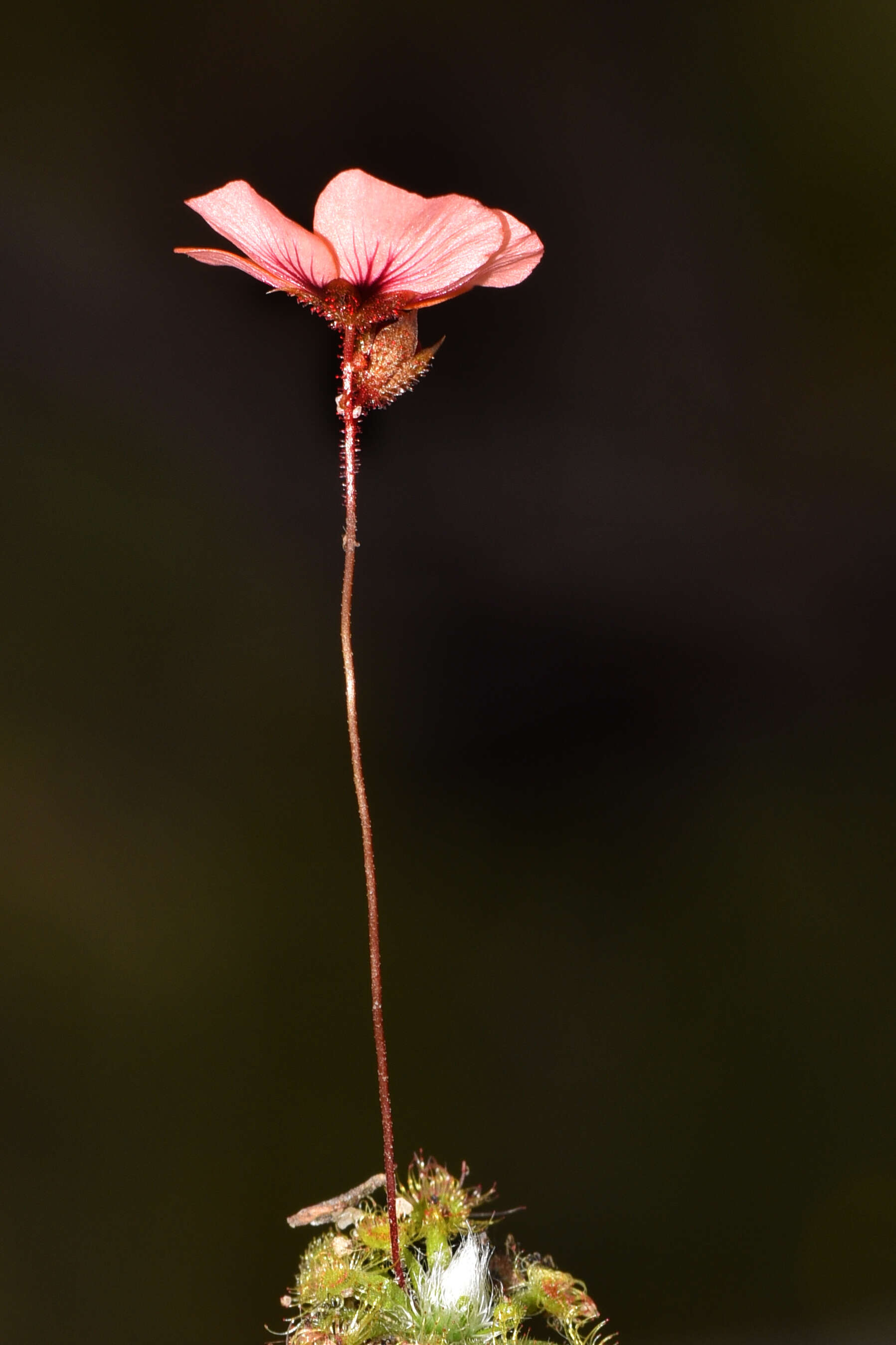 Image of Drosera platystigma Lehm.