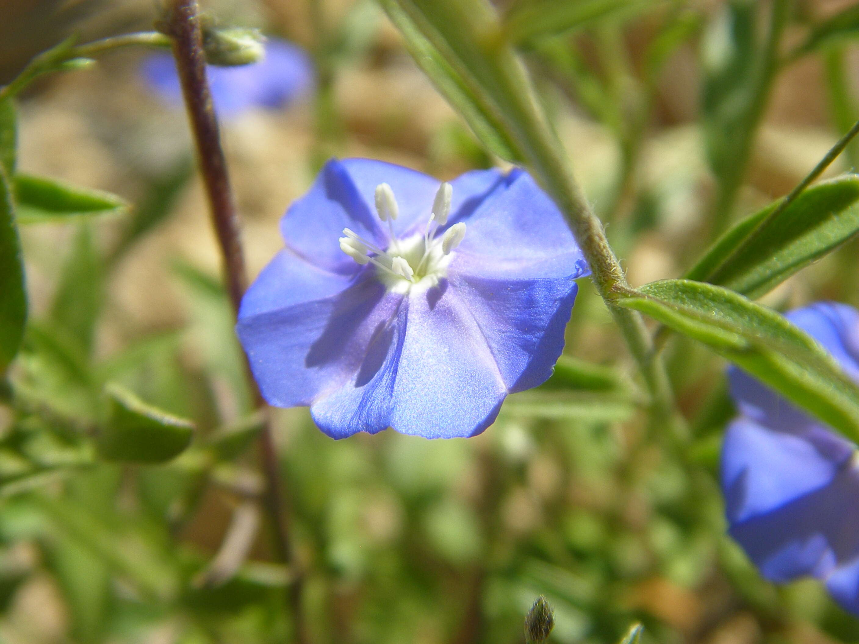 Image of wild dwarf morning-glory