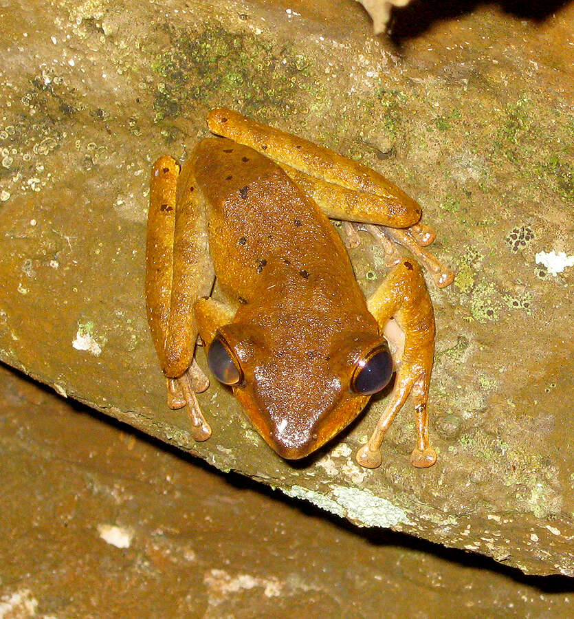 Image of Bongao tree frog