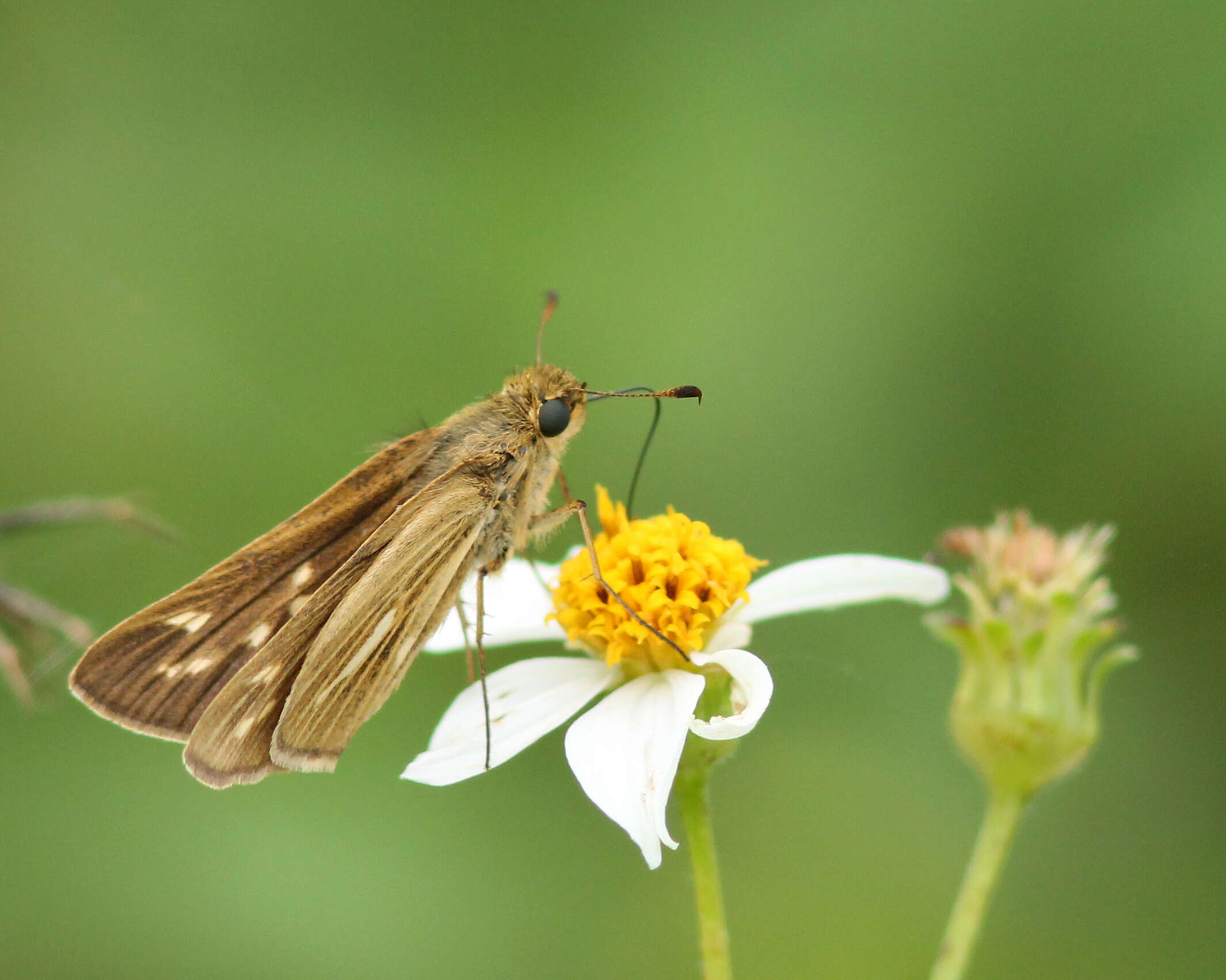 Image of Salt Marsh Skipper