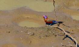 Image of Violet-eared Waxbill