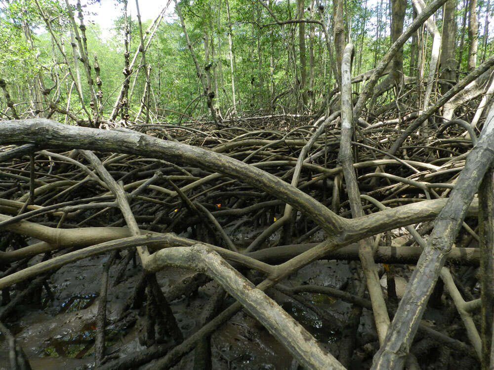 Image of Rhizophora racemosa G. F. W. Meyer