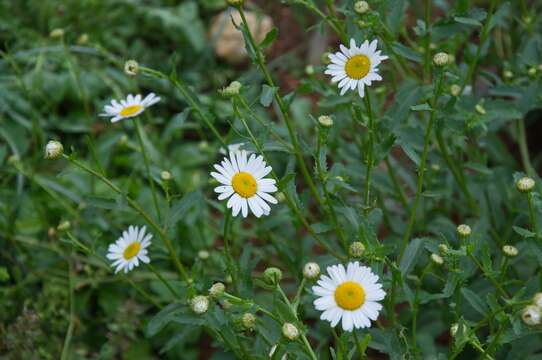 Image of Leucanthemum vulgare subsp. vulgare