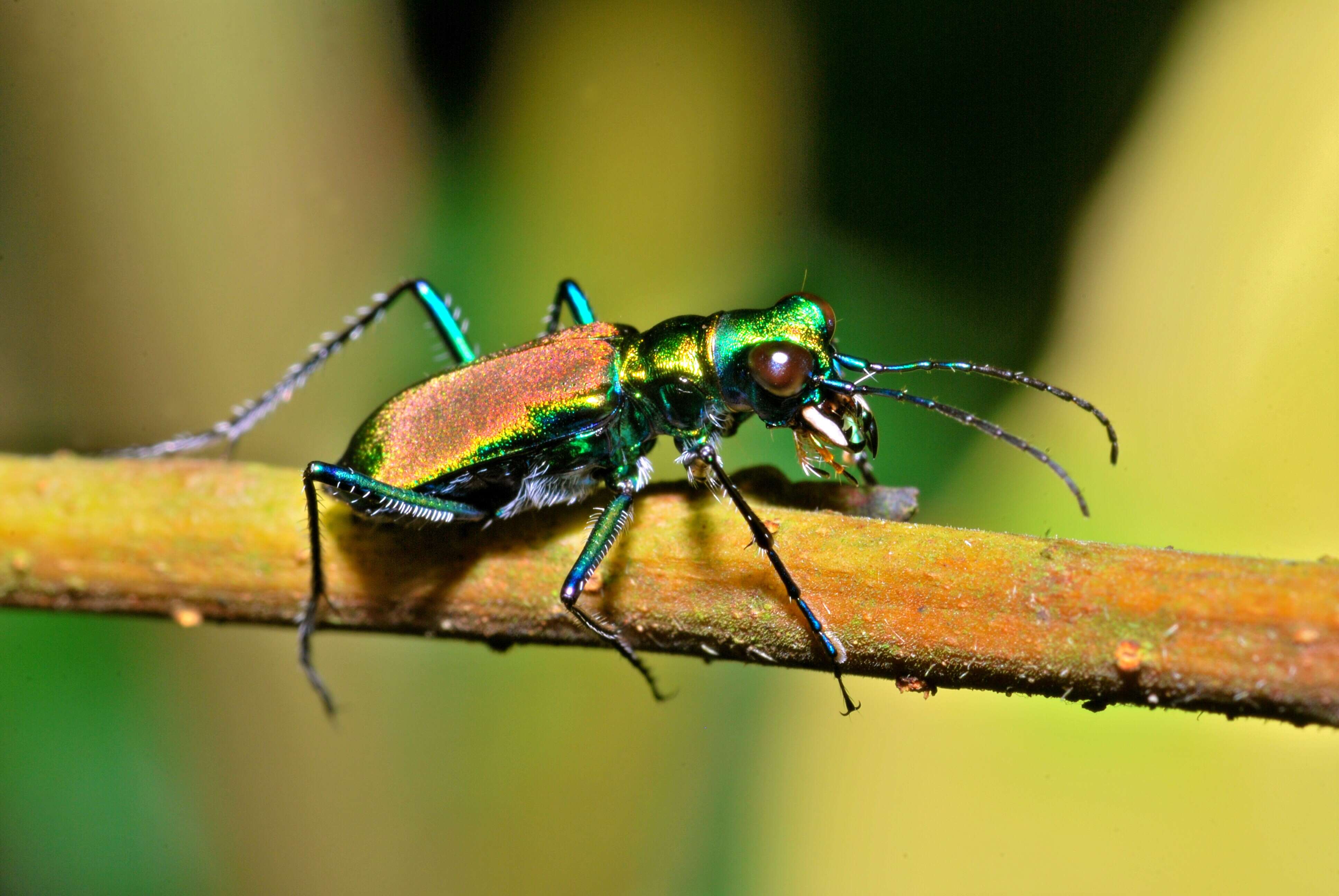 Image de Cylindera (Cylindera) colmanti (W. Horn 1899)