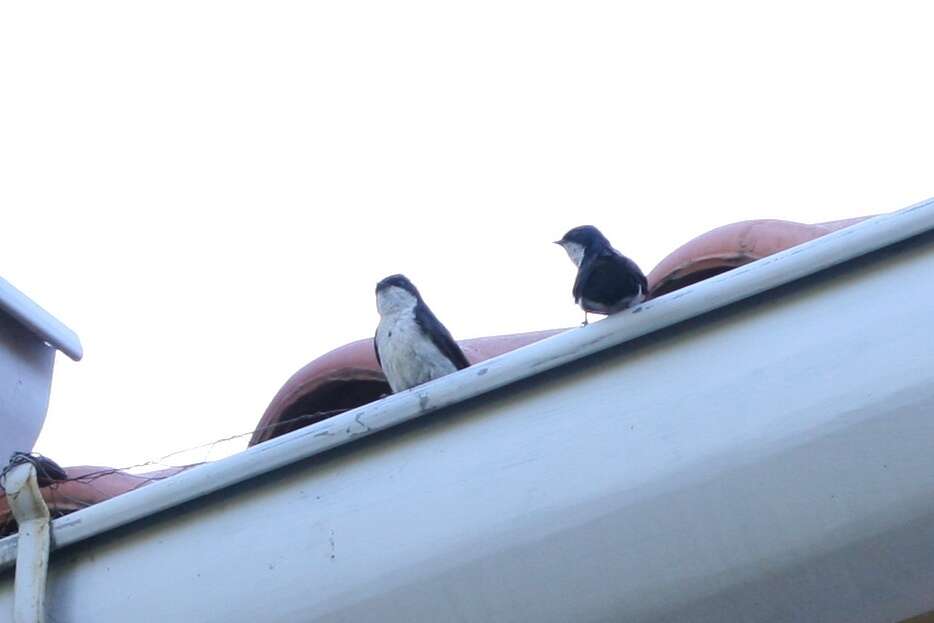 Imagem de Notiochelidon cyanoleuca cyanoleuca (Vieillot 1817)