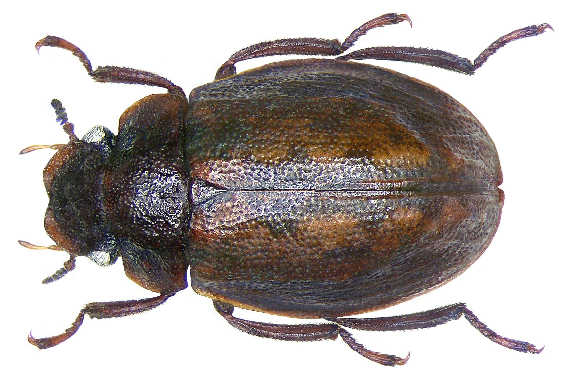 Image of Spercheidae