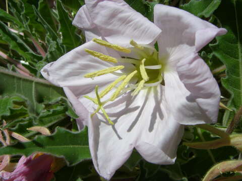 Imagem de Oenothera cespitosa subsp. marginata (Nutt. ex Hook. & Arn.) Munz