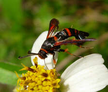 Image of Florida Oakgall Moth