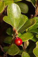 Image of bearberry