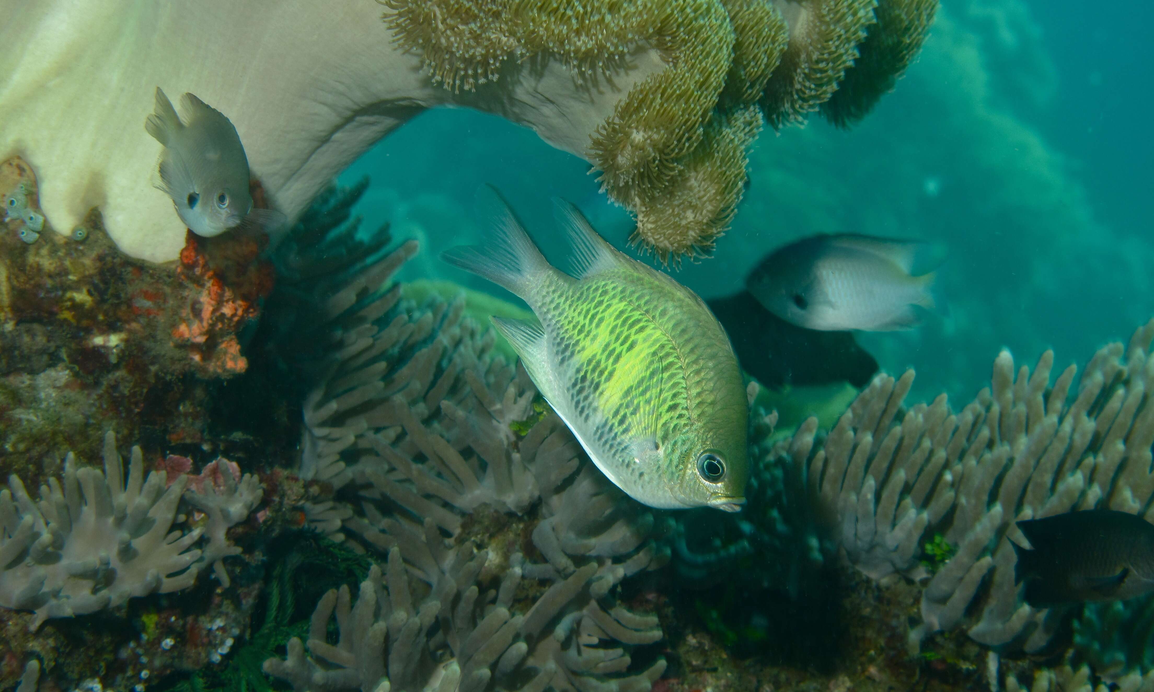 Image of Damselfish