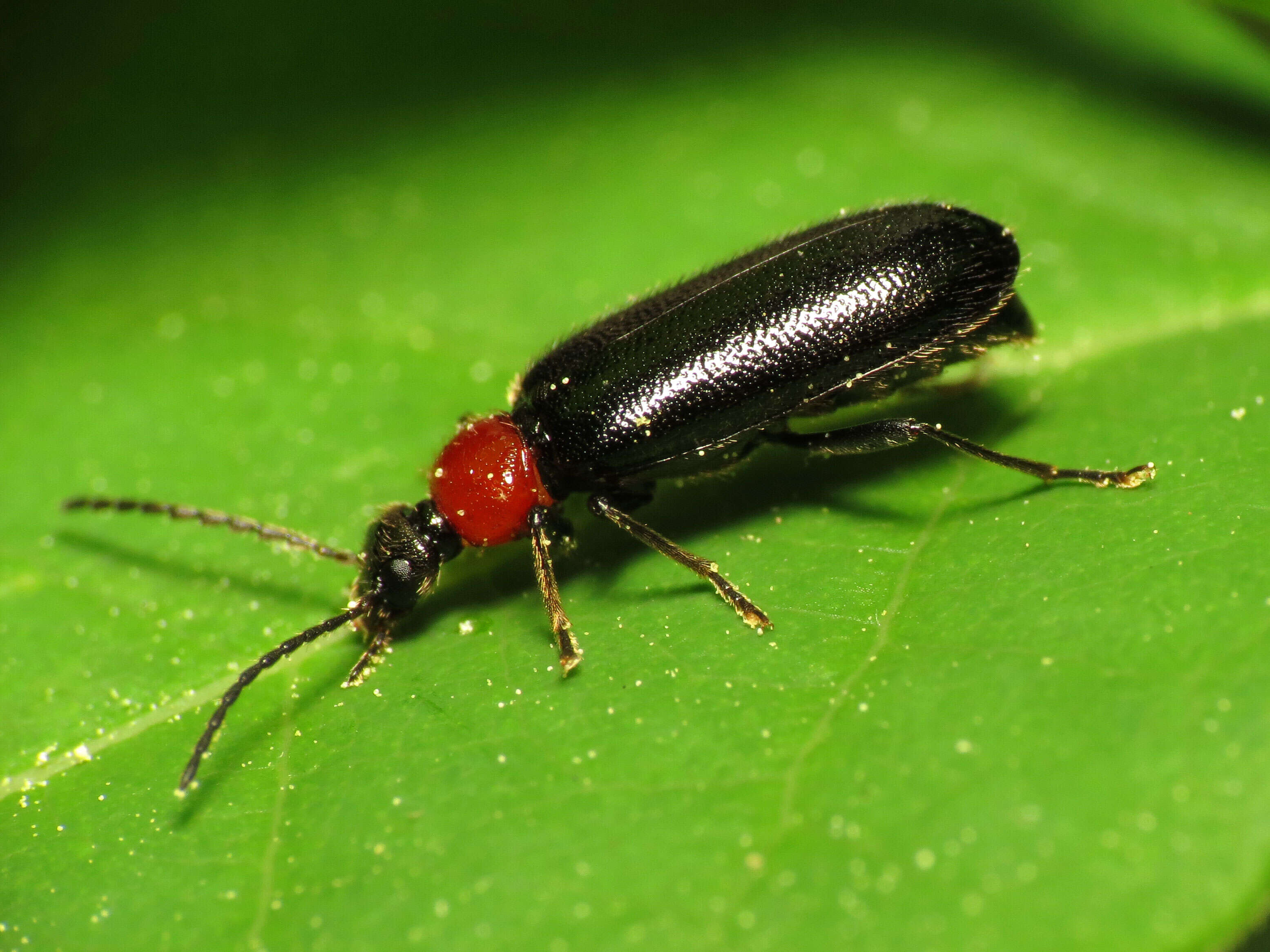 Image of fire-colored beetles