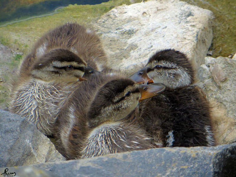 Image de Canard colvert