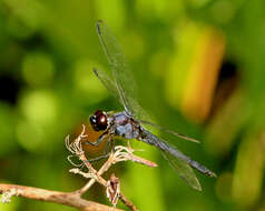 Image of Libellula Linnaeus 1758