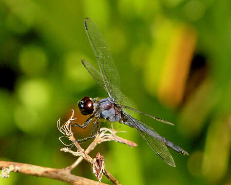 Libellula Linnaeus 1758 resmi