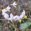 Image of Solanum krauseanum Phil.