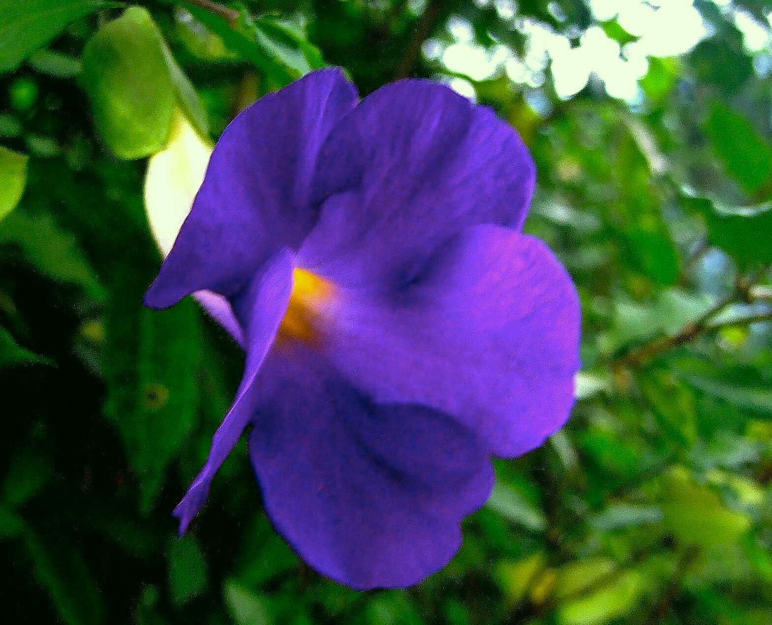 Image of bush clockvine