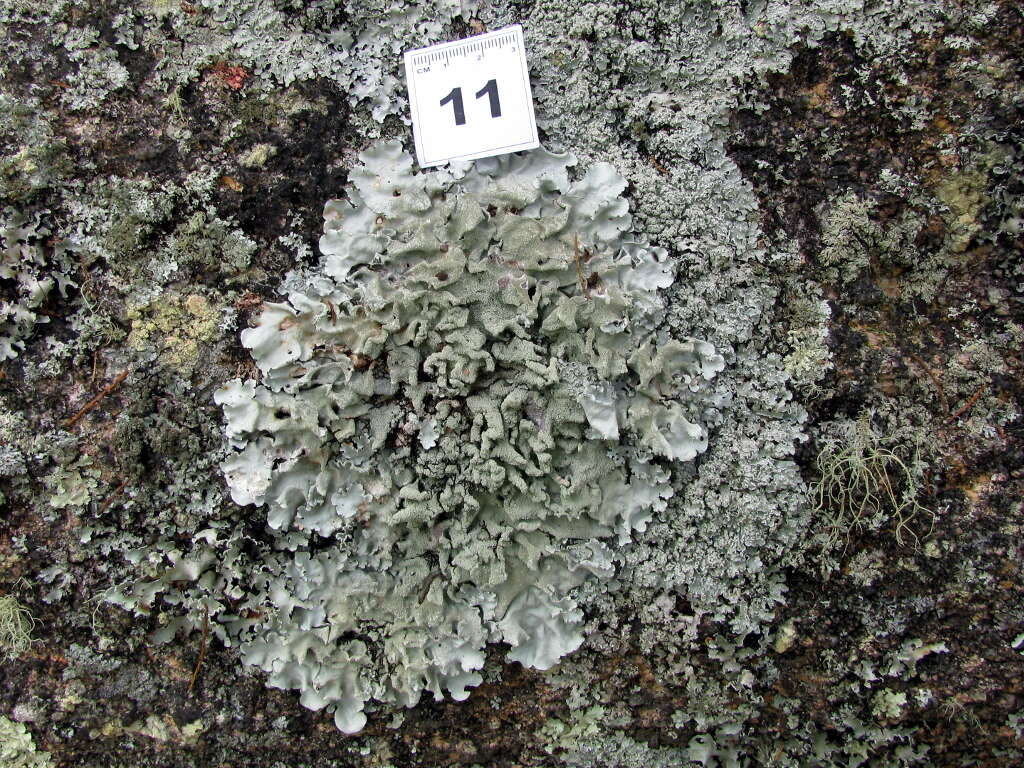 Image of Ruffle lichens