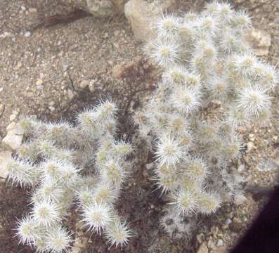 Image of teddybear cholla