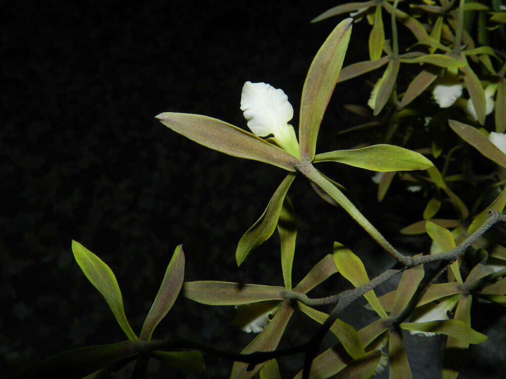 Слика од Encyclia stellata (Lindl.) Schltr.