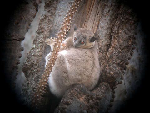 Image of Sportive Lemurs