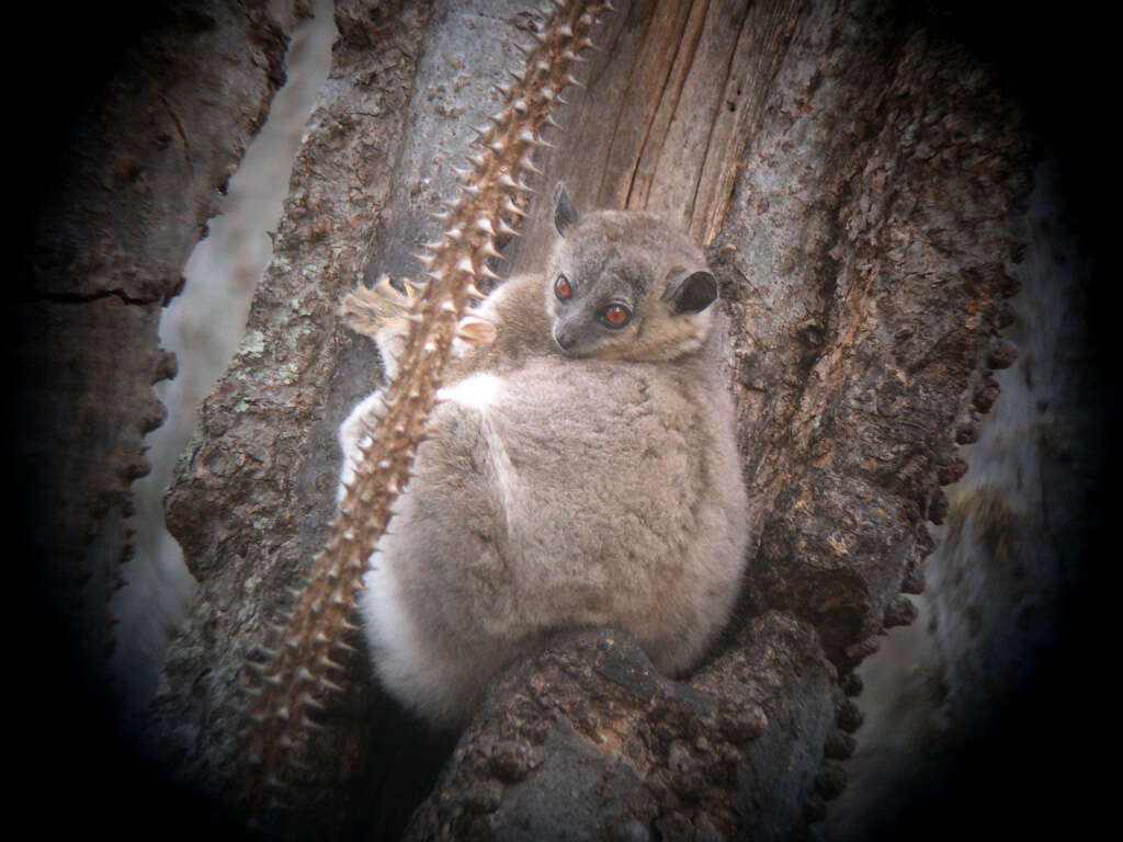 Image of sportive lemurs