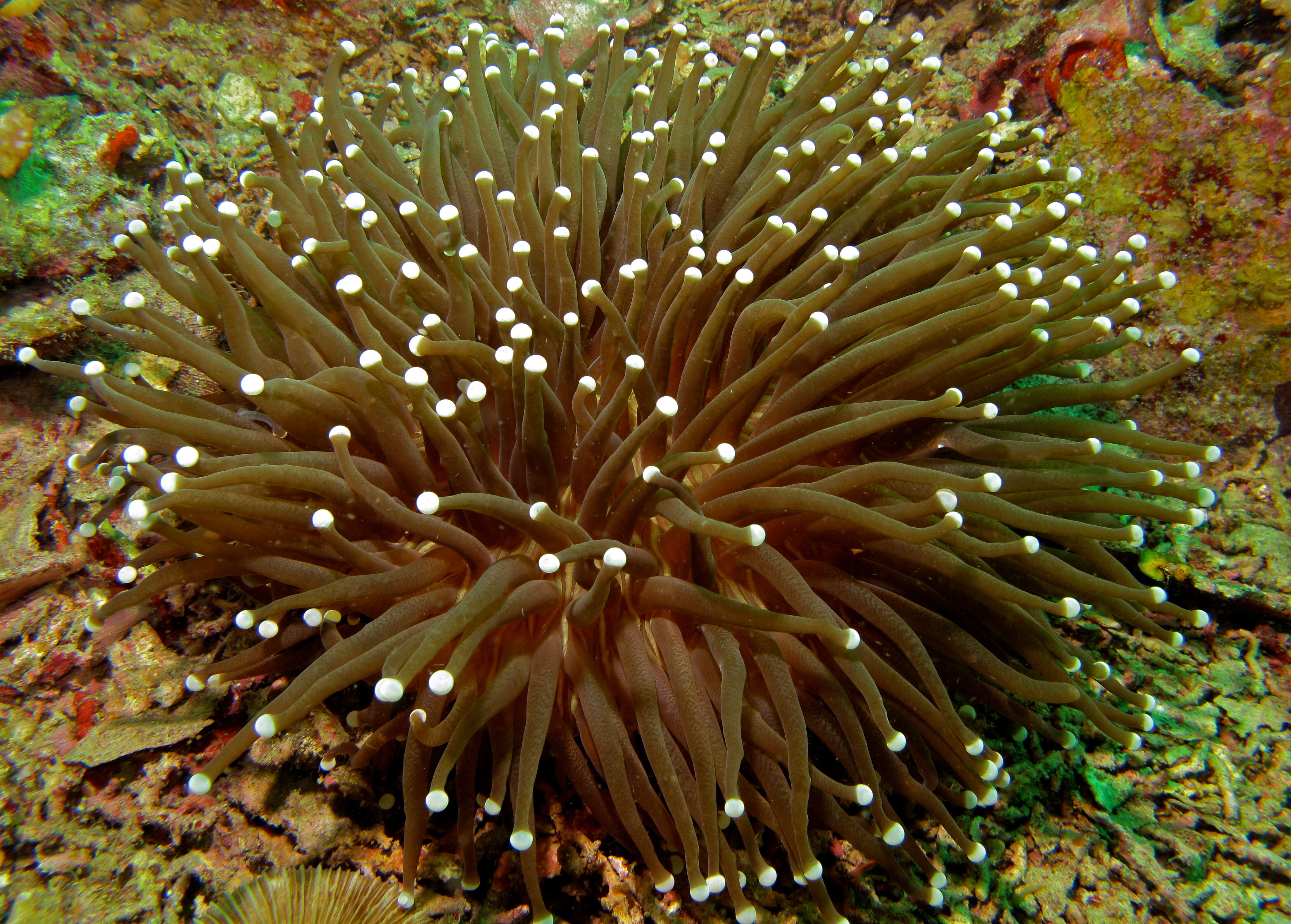 Image of mushroom coral
