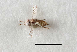 Sivun Hymenoptera kuva