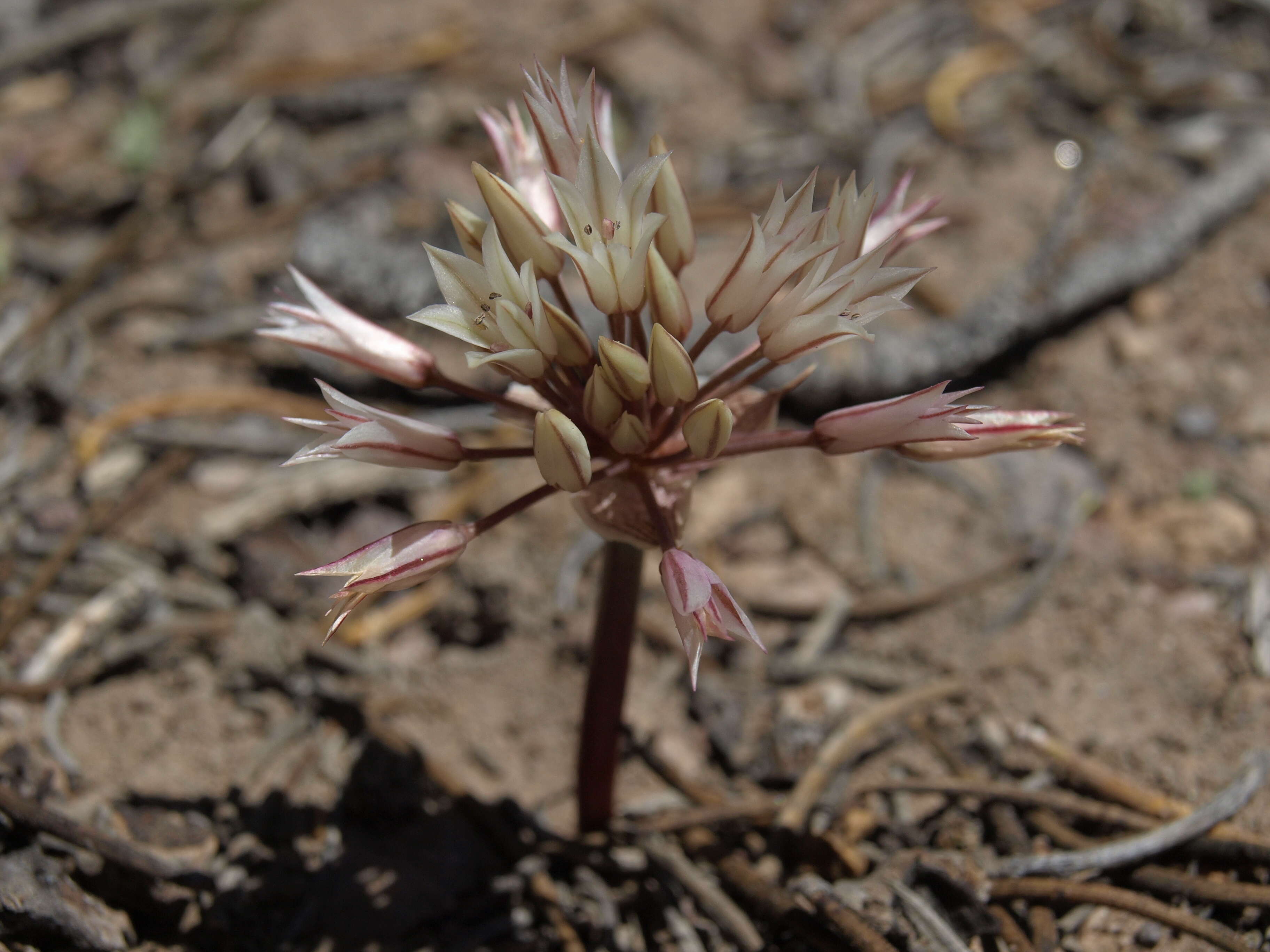 Image of darkred onion