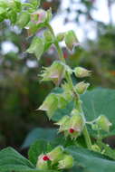 Image of Salvia libanensis Rusby