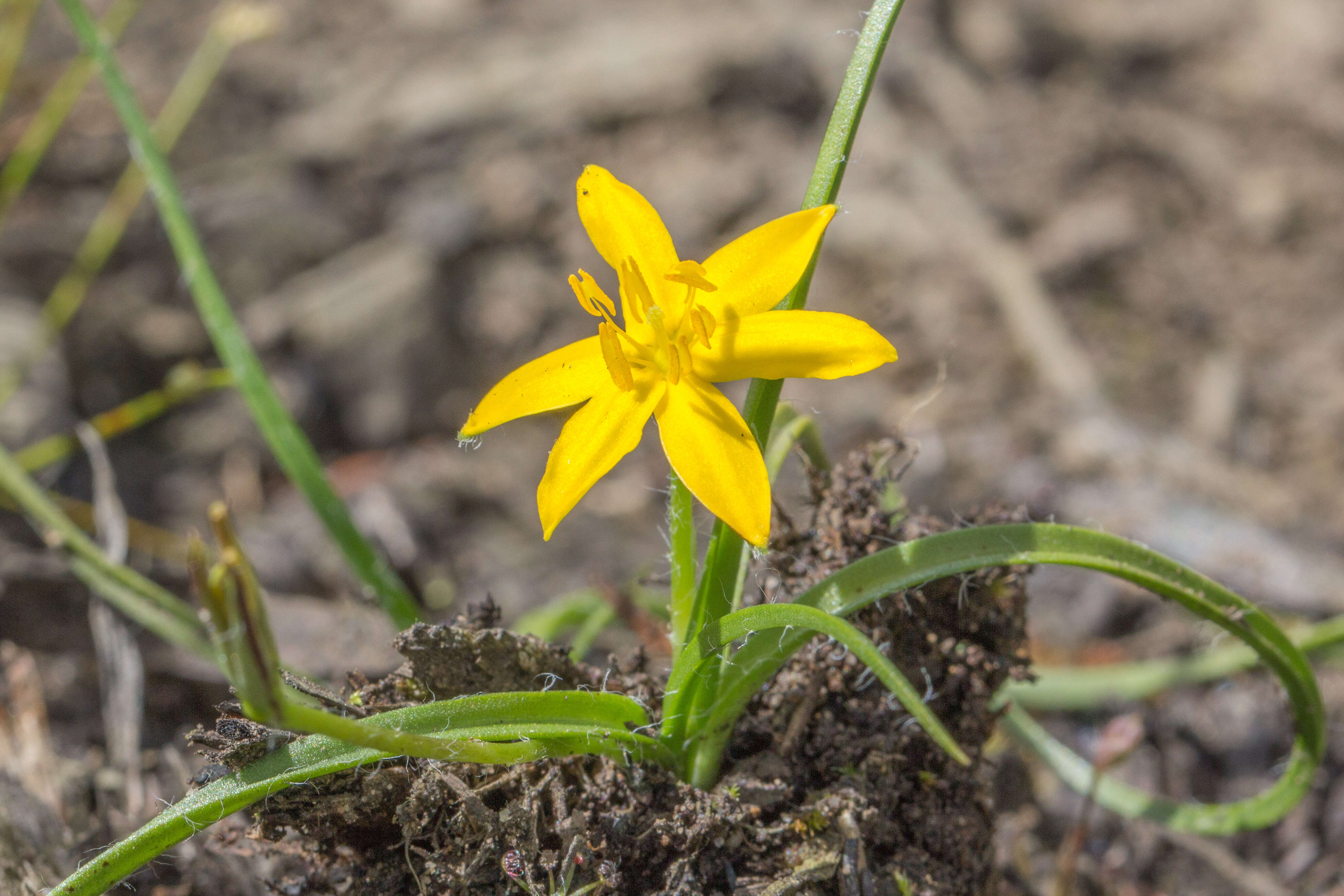 Image of Hypoxis hygrometrica var. villosisepala R. J. F. Hend.