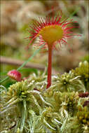 Image of Sundews