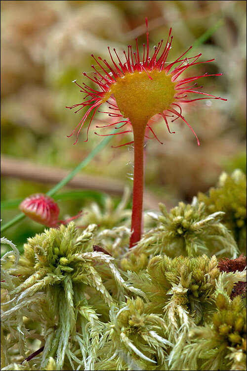 Image of Sundews