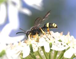 Cerceris rybyensis (Linnaeus 1771) resmi